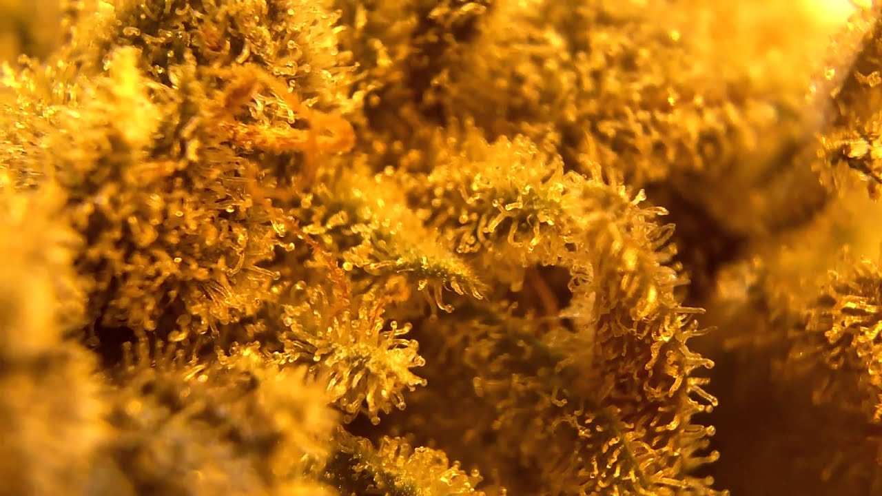 Marijuana Trichomes Close Up 1080 HD
