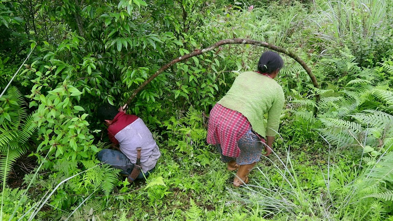 Life With nature || Making Trap  to catch Porcupine|| Video - 107 ||