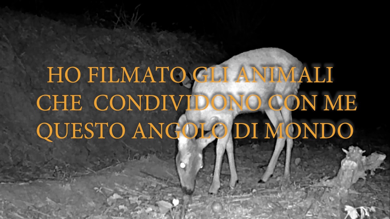 ANIMALI NOTTURNI