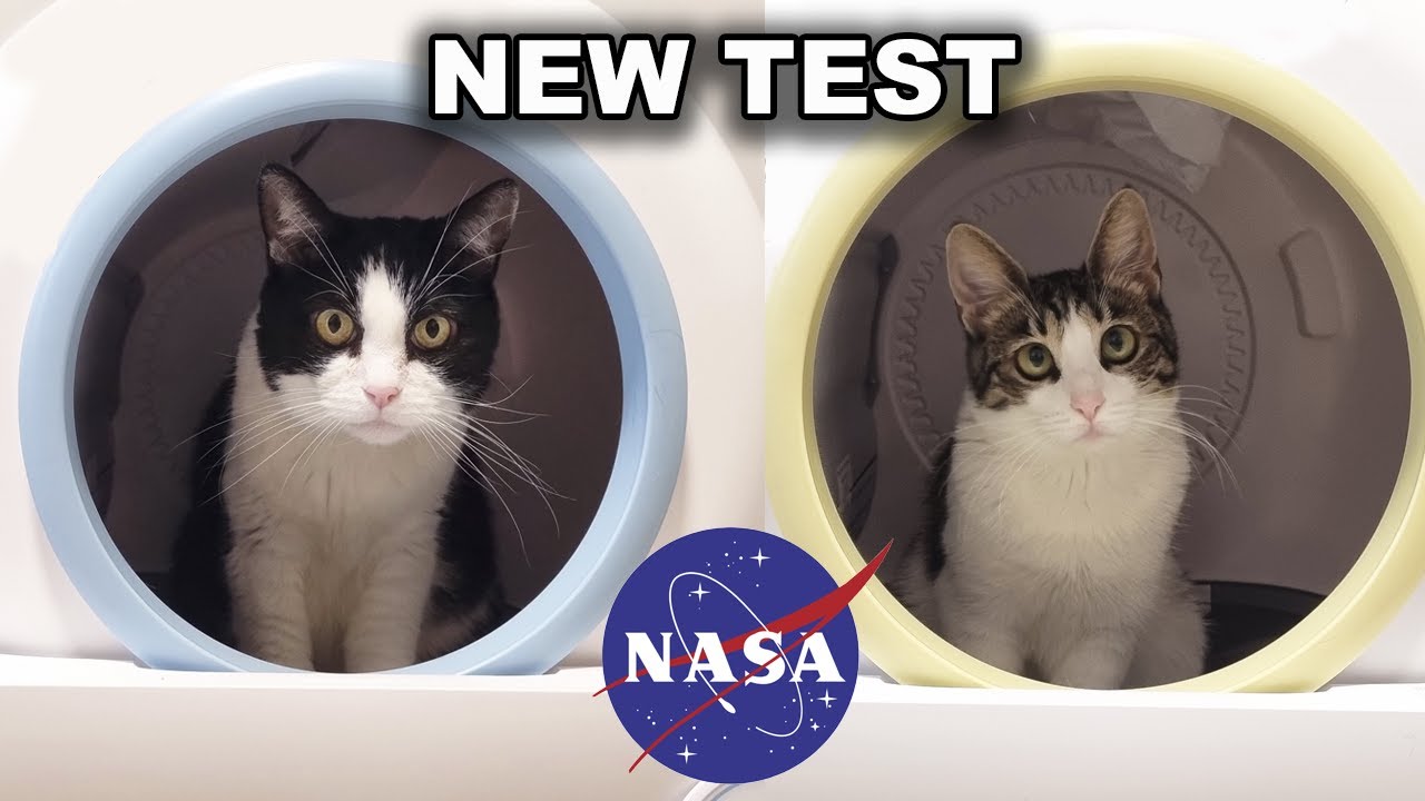 Космический корабль каждому коту для покорения космоса!!