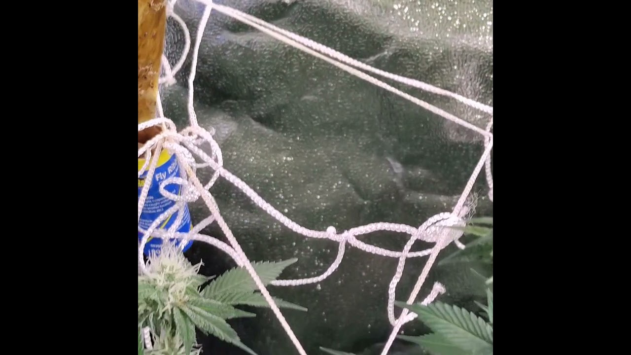 Marijuana grow in a mars 2x2x4 under a mars 600. Two purple kush from seed and a purple punch clone
