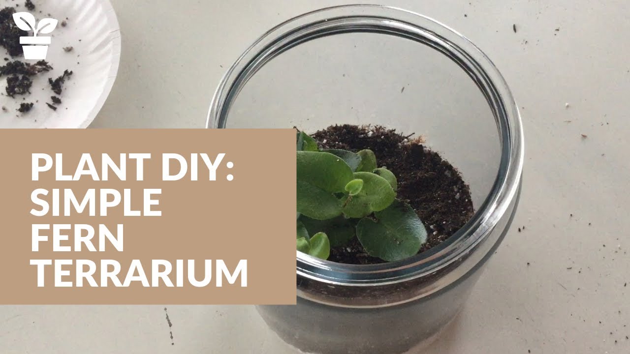 Simple Terrarium | Fern Terrarium | Glass Terrarium Set Up