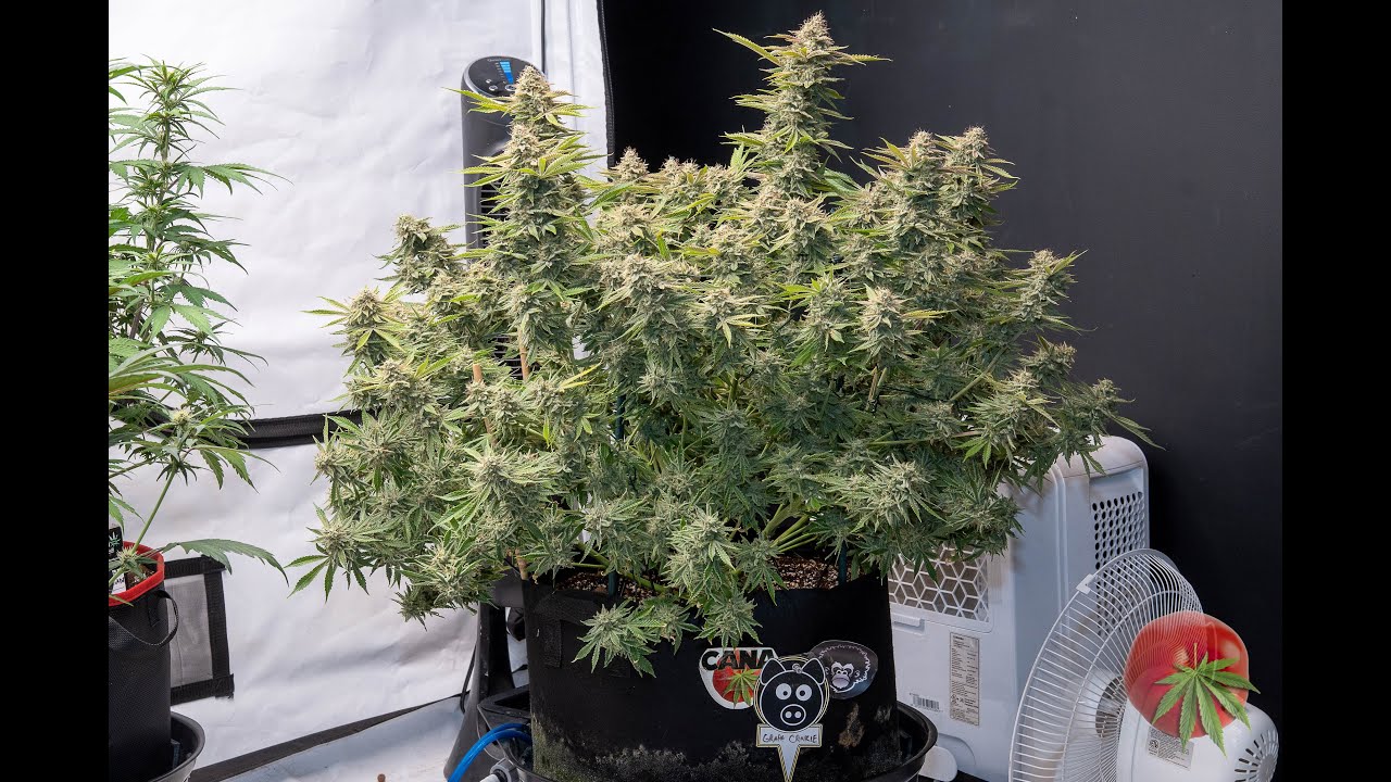 Grape Crinkle auto Day 100