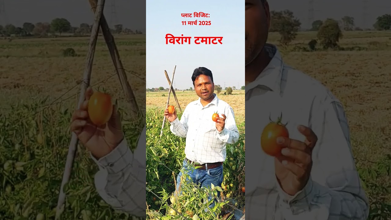 #Virang Tomato, India's only tomato hybrid that is the toughest even in summer. #seminis #farming #agri