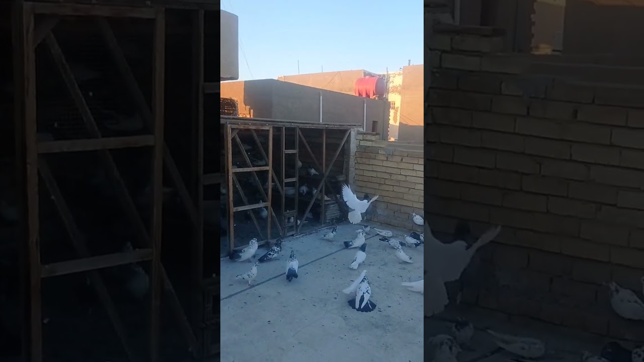 اهم طريقه للحفاظ على الطيور  من الأمراض في الشتاء