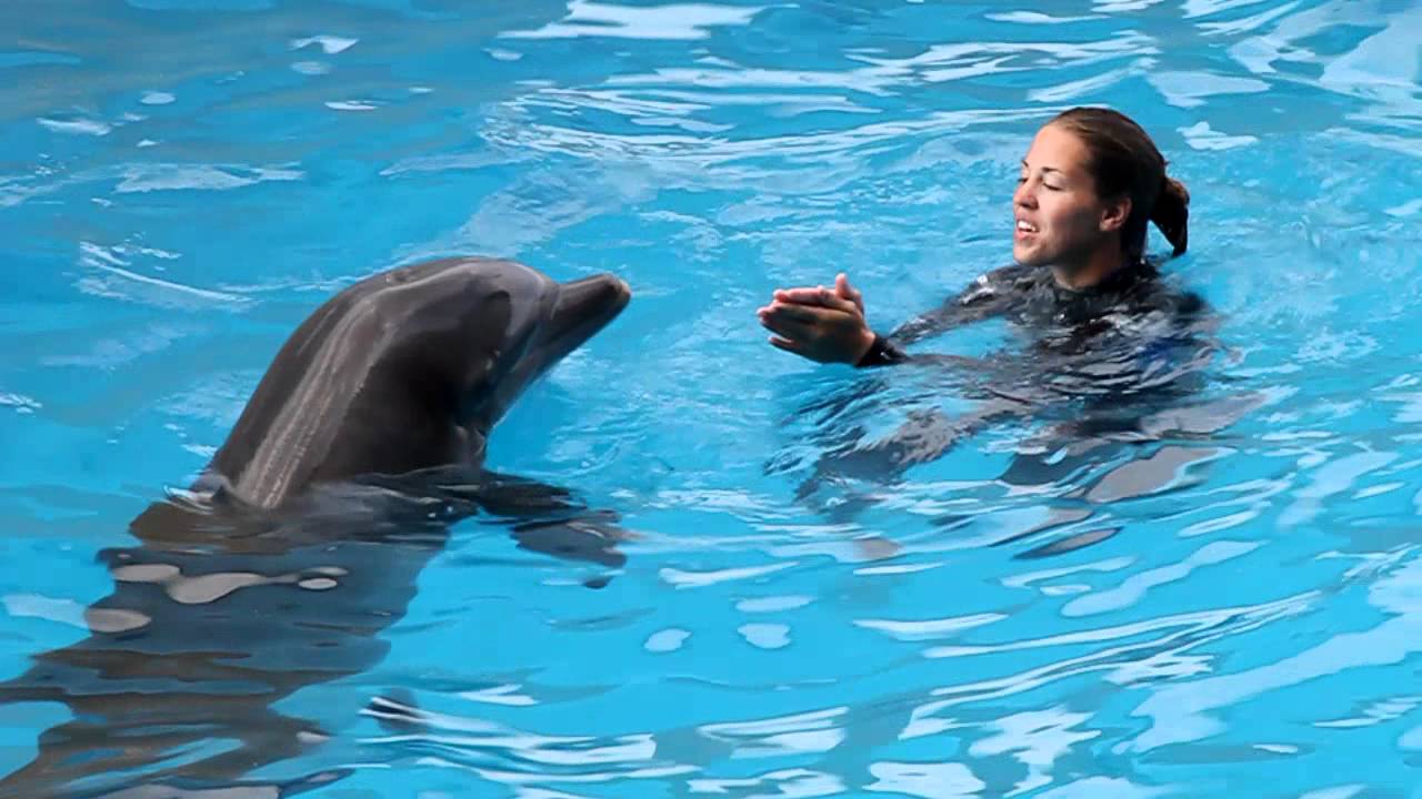 Dolphin Show, Panama City
