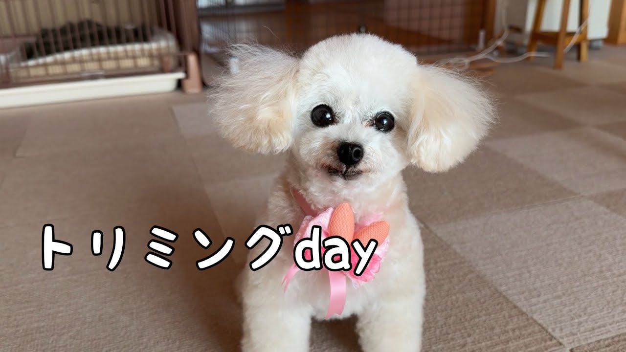 トリミングに行った日のトイプードル姉妹の1日