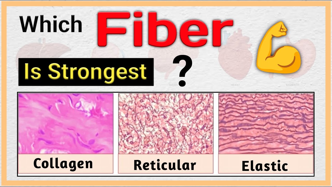 Fibers Explained | Collagen, Elastic & Reticular Fibers Made Simple
