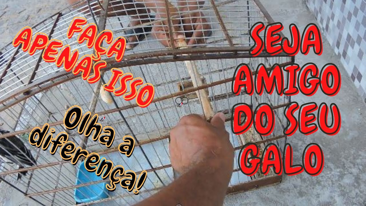DEIXANDO GALO DE CAMPINA MANSINHO NA HORA - COMO AMANSAR GALO - CAMPINA