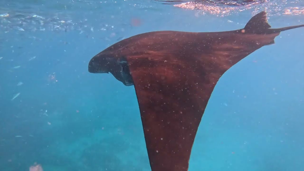 Mantas Ultra Slo Mo