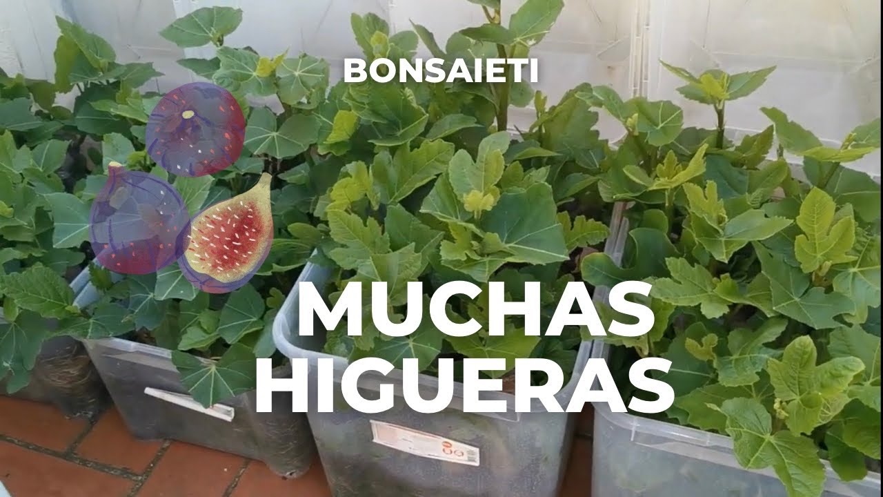 ☘️Seguimiento de las Estacas de Higuera [video 2]