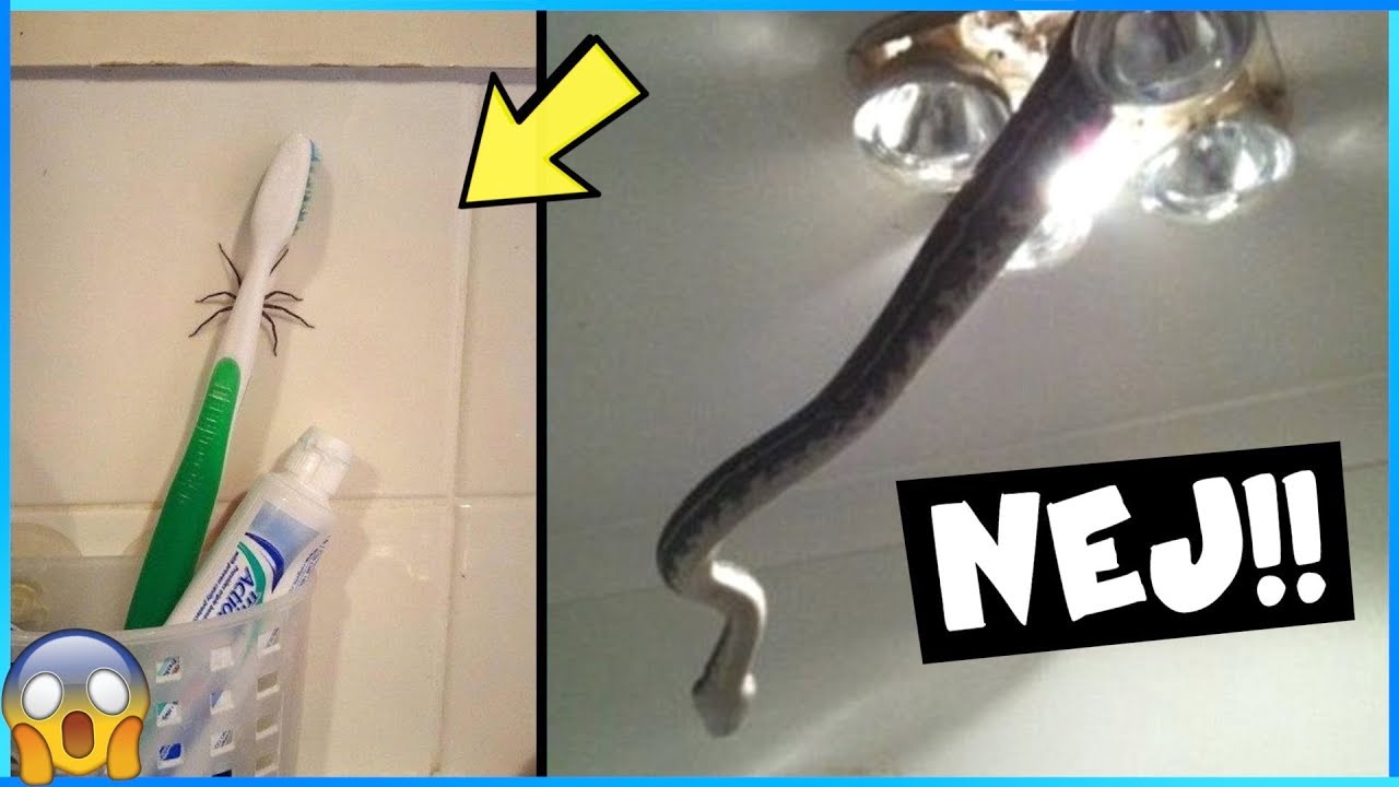 Bilder som kommer få dig att säga **NEEEEJ!!!!**