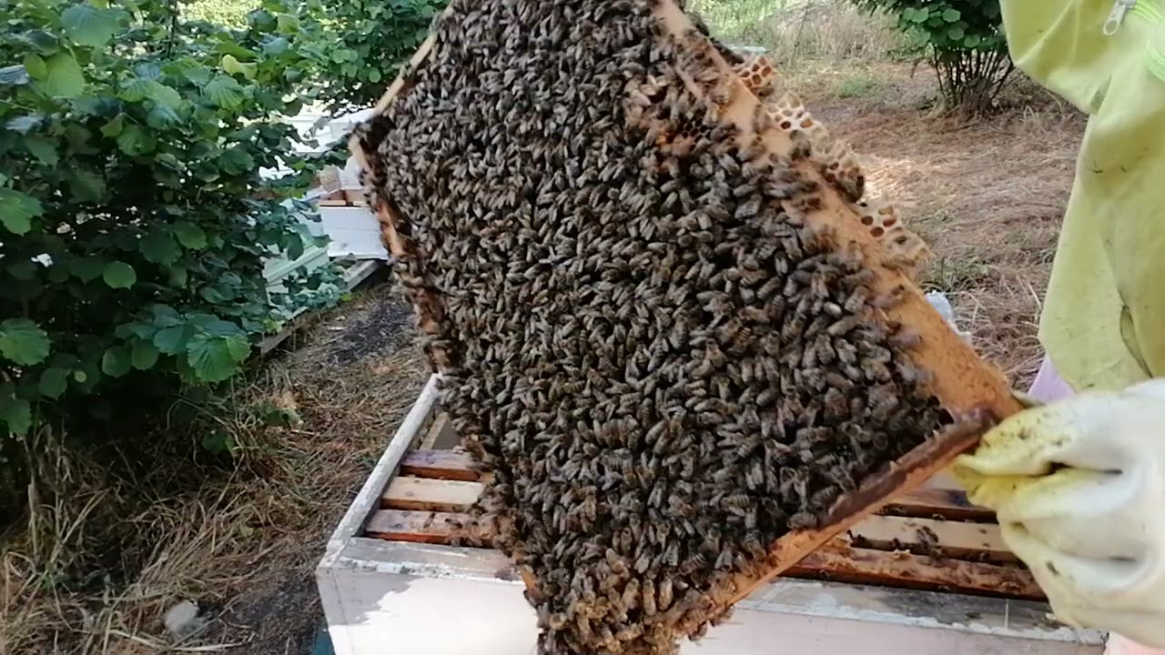 Kat attığımız damızlık Yığılca arımız bal toplamaya başladı