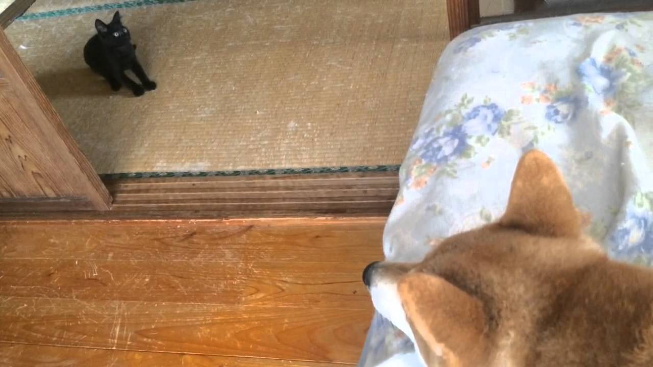 柴犬ももと登れない猫 Kitty who can't climb up the bed