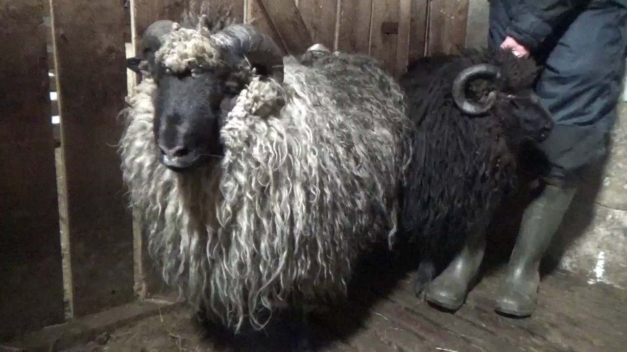 Sey&eth;ur nr  15 &iacute; 2016