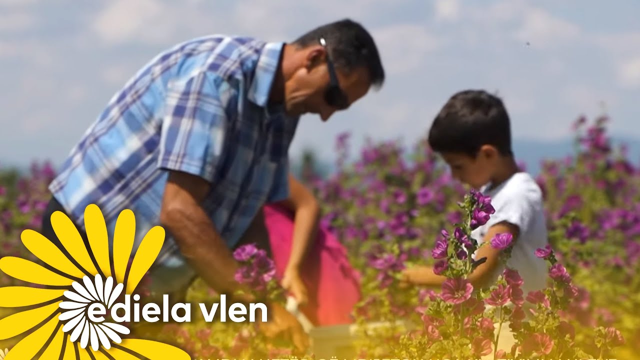 Invalidi i luftës, që mbijeton nga kultivimi i luleve