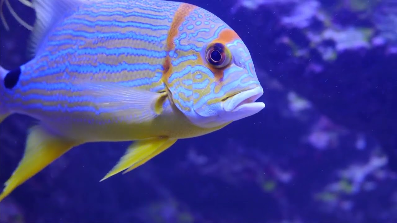 Oceans of Life