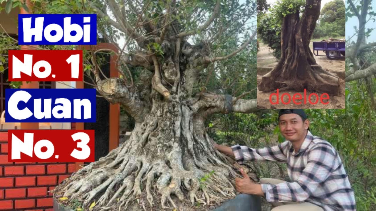 Didesain Khusus Menjadi Bonsai Mewah, Berawal Dari Bahan Bonsai Beringin Retusa Tegak Lurus.