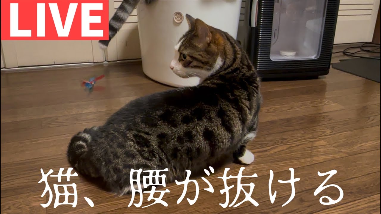 猫に蟹をみせたら…ライブ配信