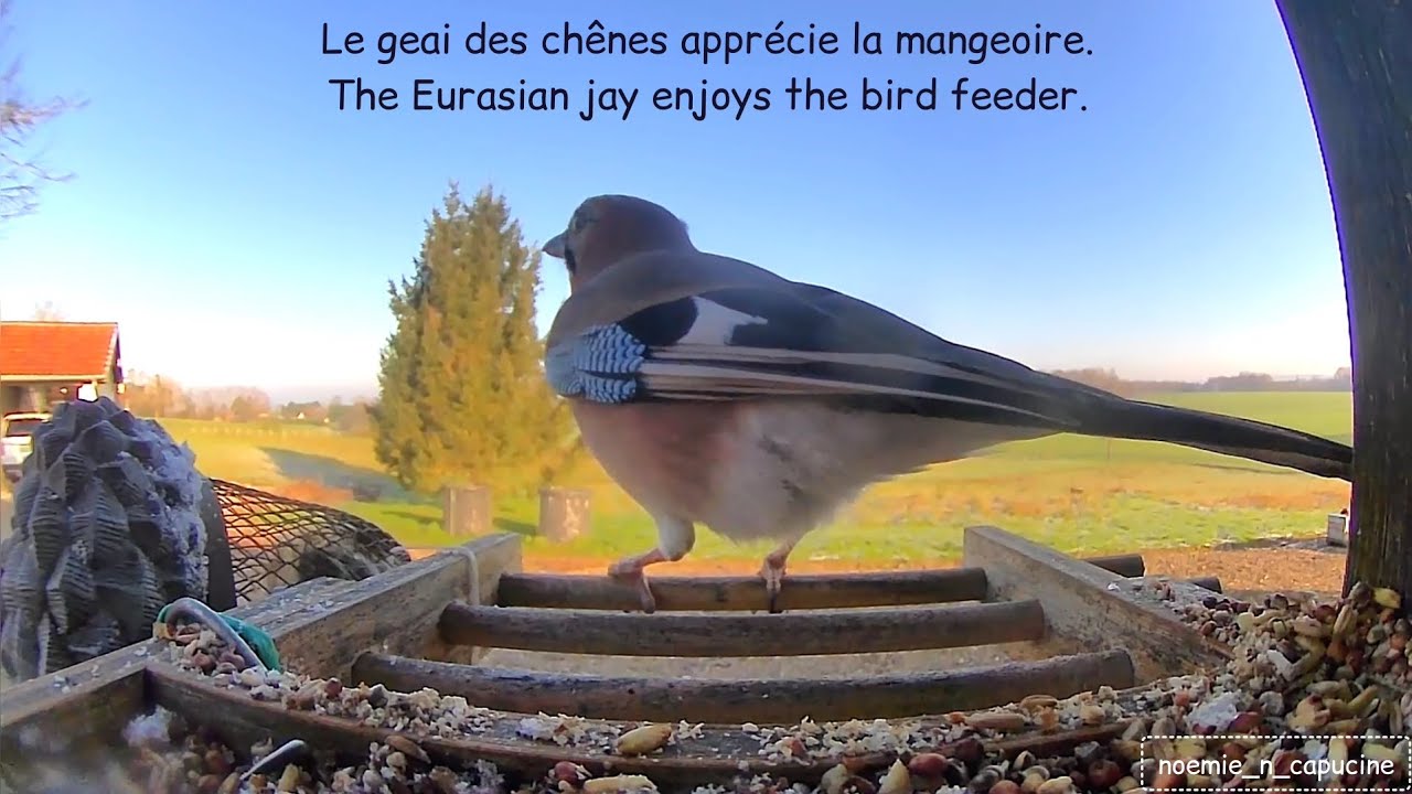 Le geai des chênes apprécie la mangeoire / The Eurasian jay enjoys the bird feeder