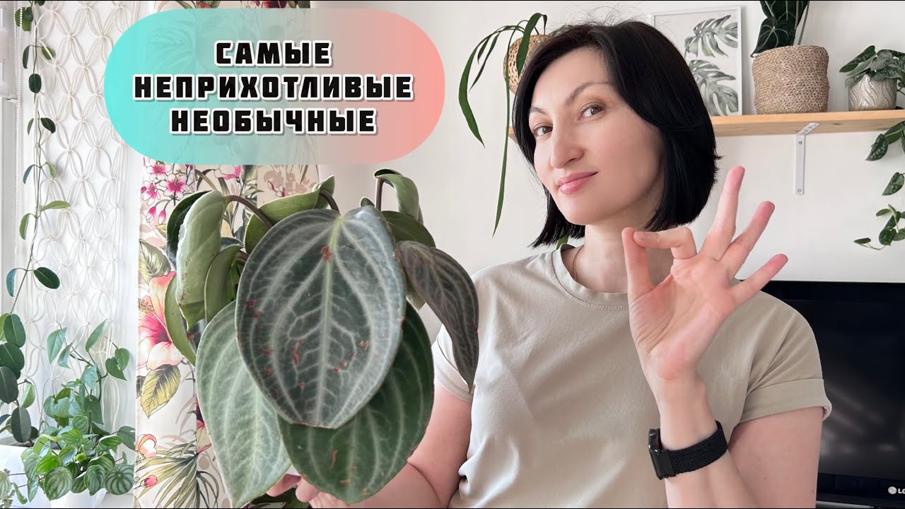 ТОП 6 несложных и эффектных комнатных цветов!!! Выбирай любой и не парься.