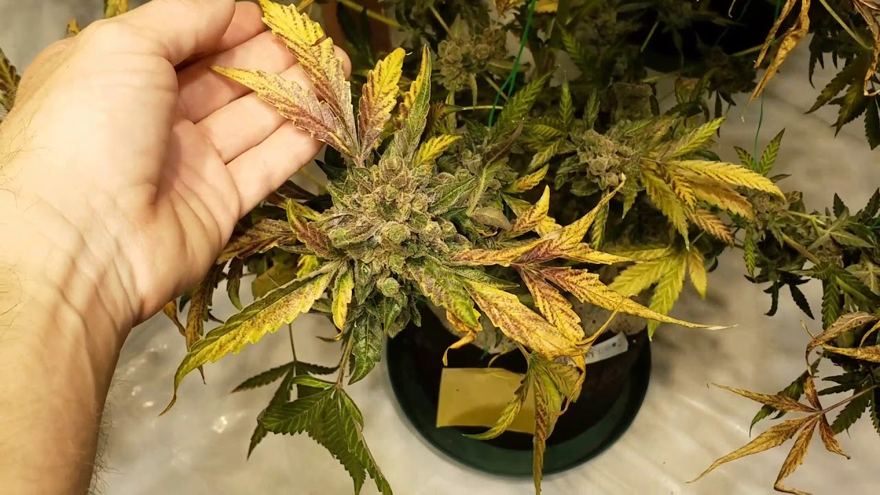 Pound Game Grow Series - Wk8 flower - Optic 8+ Grows Big Plants w Big Buds