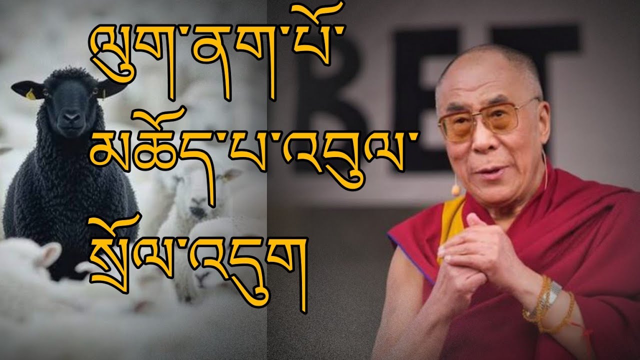 ལུག་ནག་པོ་འབུལ་སྲོལ། culture of offering black sheep @gesherab