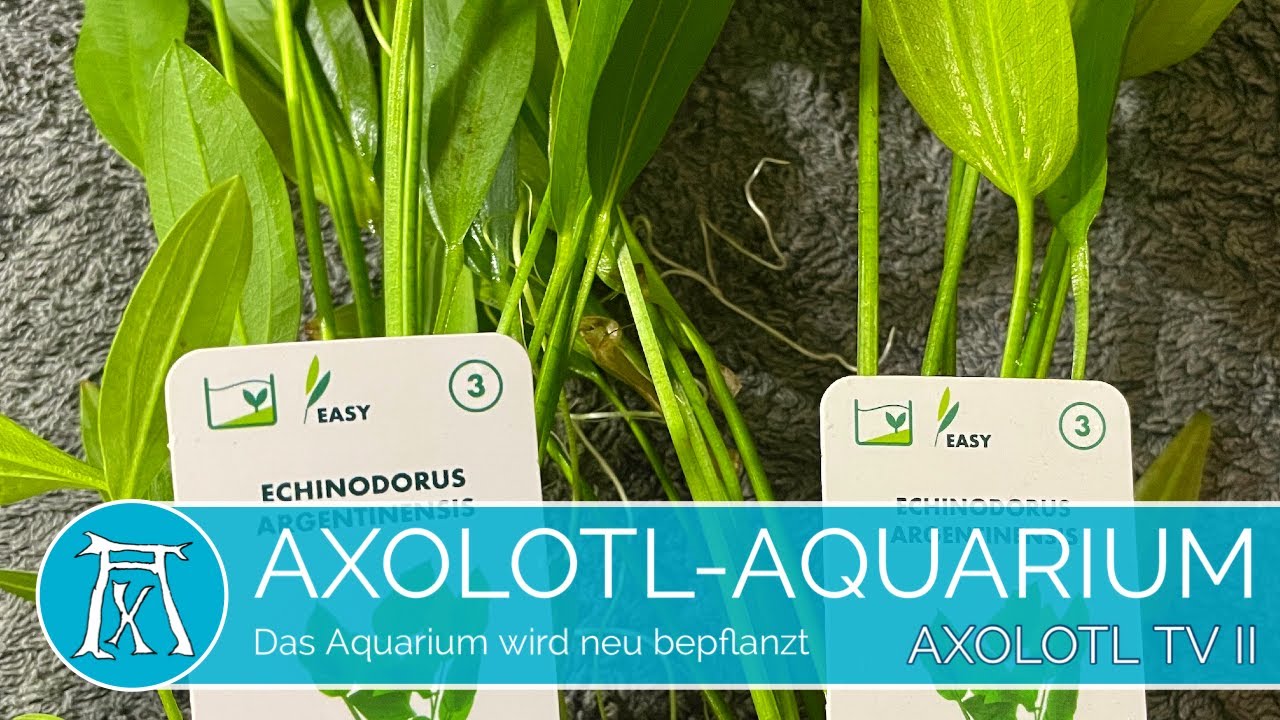 Aquarienpflanzen Update: Wie du dein Axolotl Aquarium neu bepflanzt