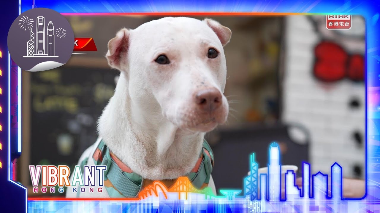 Vibrant Hong Kong - Dogathon 2026