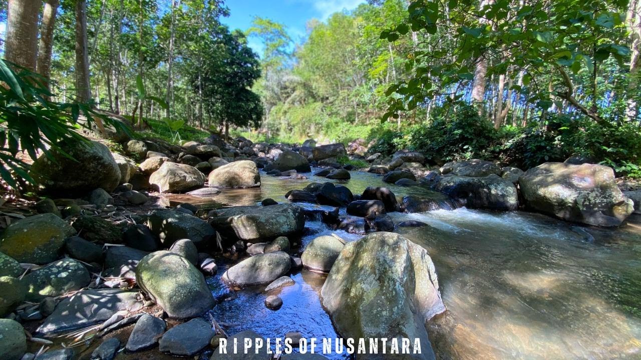 🌿 Calm River Flow | Sleep Instantly With Gentle Stream Over Forest Stones | Ripples of Nusantara