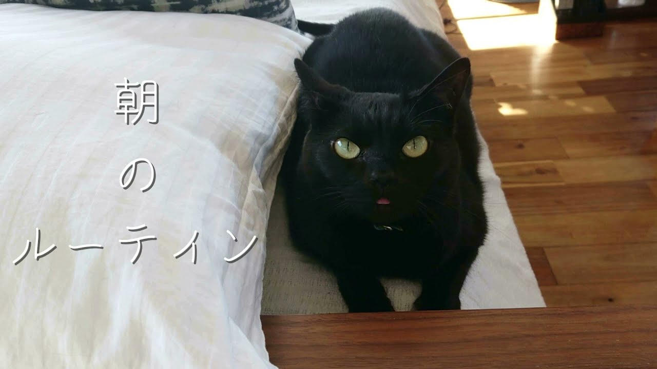呼んだら応えてくれる黒猫はこちらです🐾