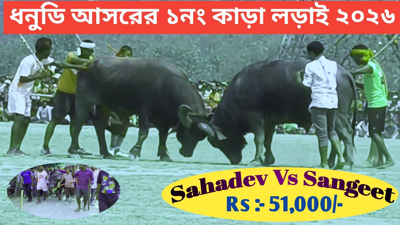 ধনুডি আসরের ১ নং কাড়া লড়াই 2026 / Sahadev Vs Sanjeet #viral#Kara_lorai@dhanudihsundari2412 