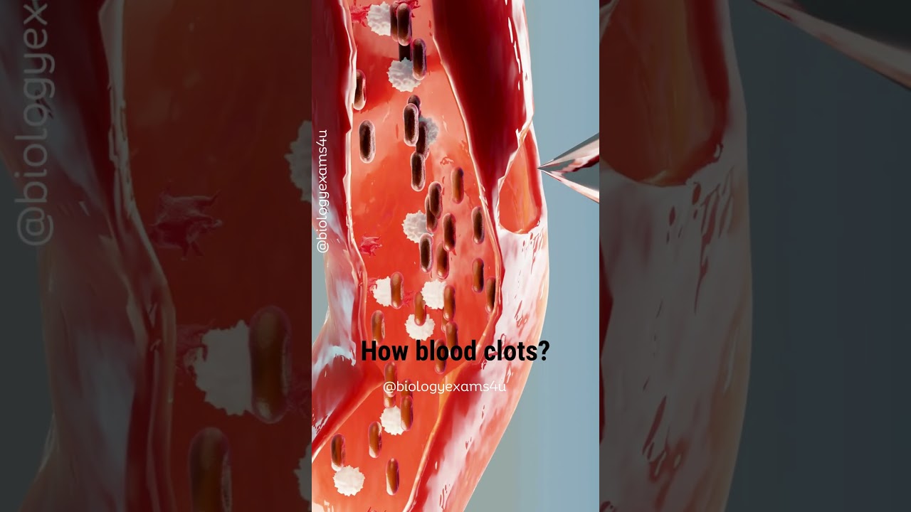 How Blood Clots? Animation #biology