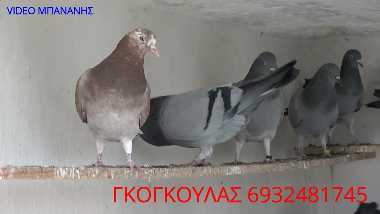 ΓΚΟΓΚΟΥΛΑΣ = ΘΕΑΜΑ ΚΑΙ ΤΥΡΝΑΒΙΤΙΚΟ ΠΕΣΟ !!!! 2023