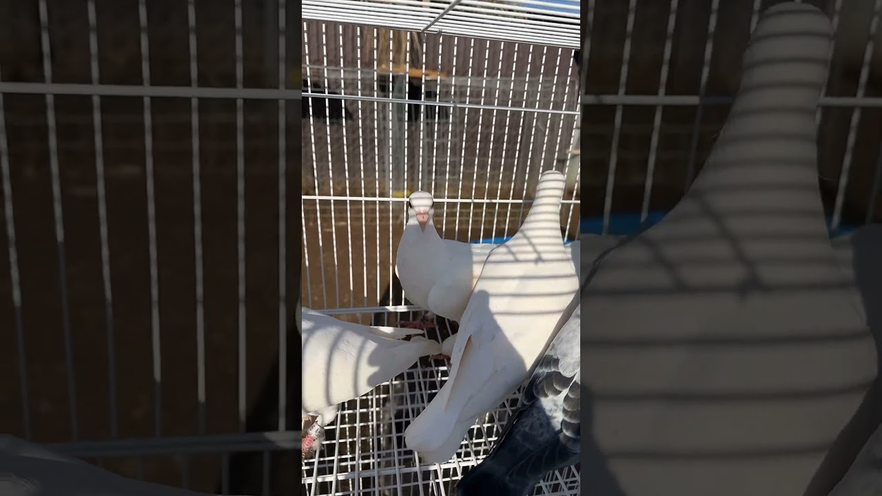 #racingpigeon #racingpigeons #pigeon #pigeons #birds #pigeonbreed #birds #palomos #pigeonhobby #fy