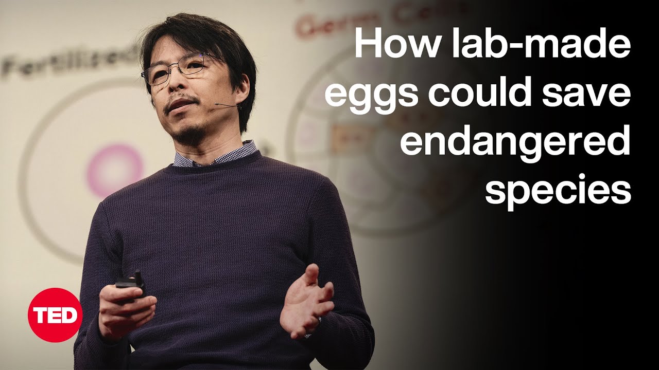 A Mouse With Two Dads — and a New Frontier for Biology | Katsuhiko Hayashi | TED