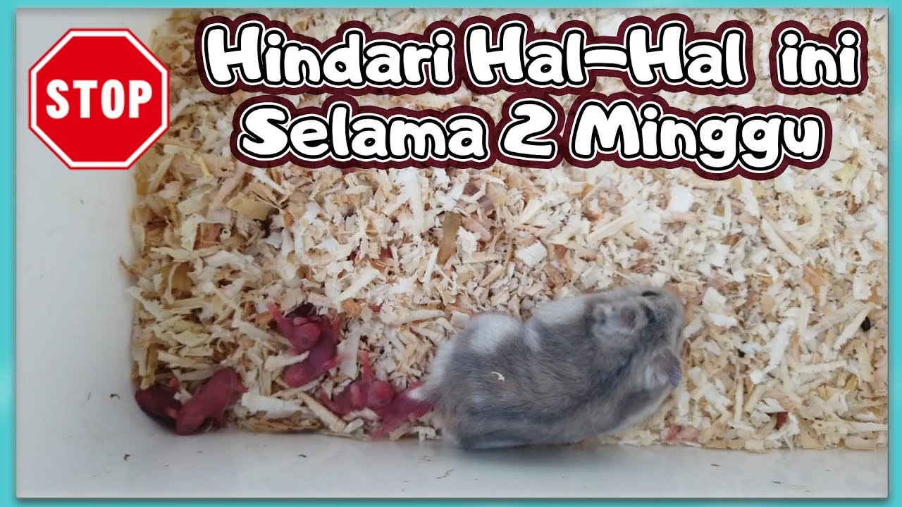 Dilarang Melakukan Hal Ini Pada Hamster Yang Baru Melahirkan