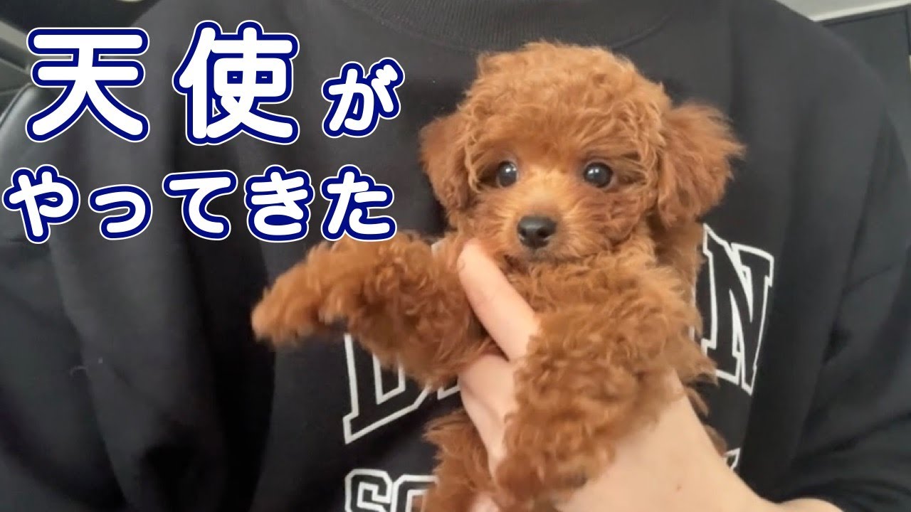 天使（ギャング）降臨‼️トイプードルの子犬と2人暮らしがスタート/Welcomed an angel