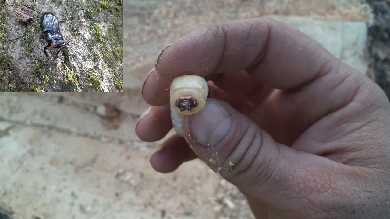 Larva identification: Black Wood Beetle Larva Tree Grub