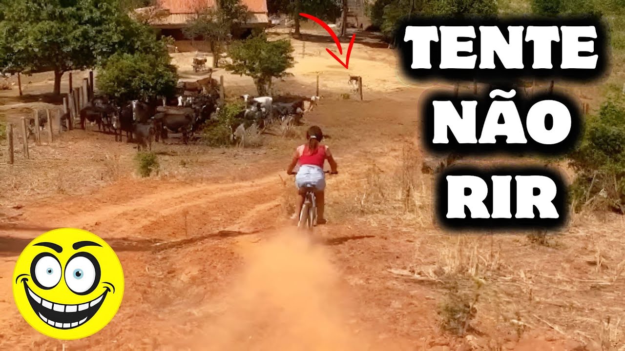 TENTE NÃO RIR - vídeos Engraçados ( NOVEMBRO 2025 ) Ep.5 