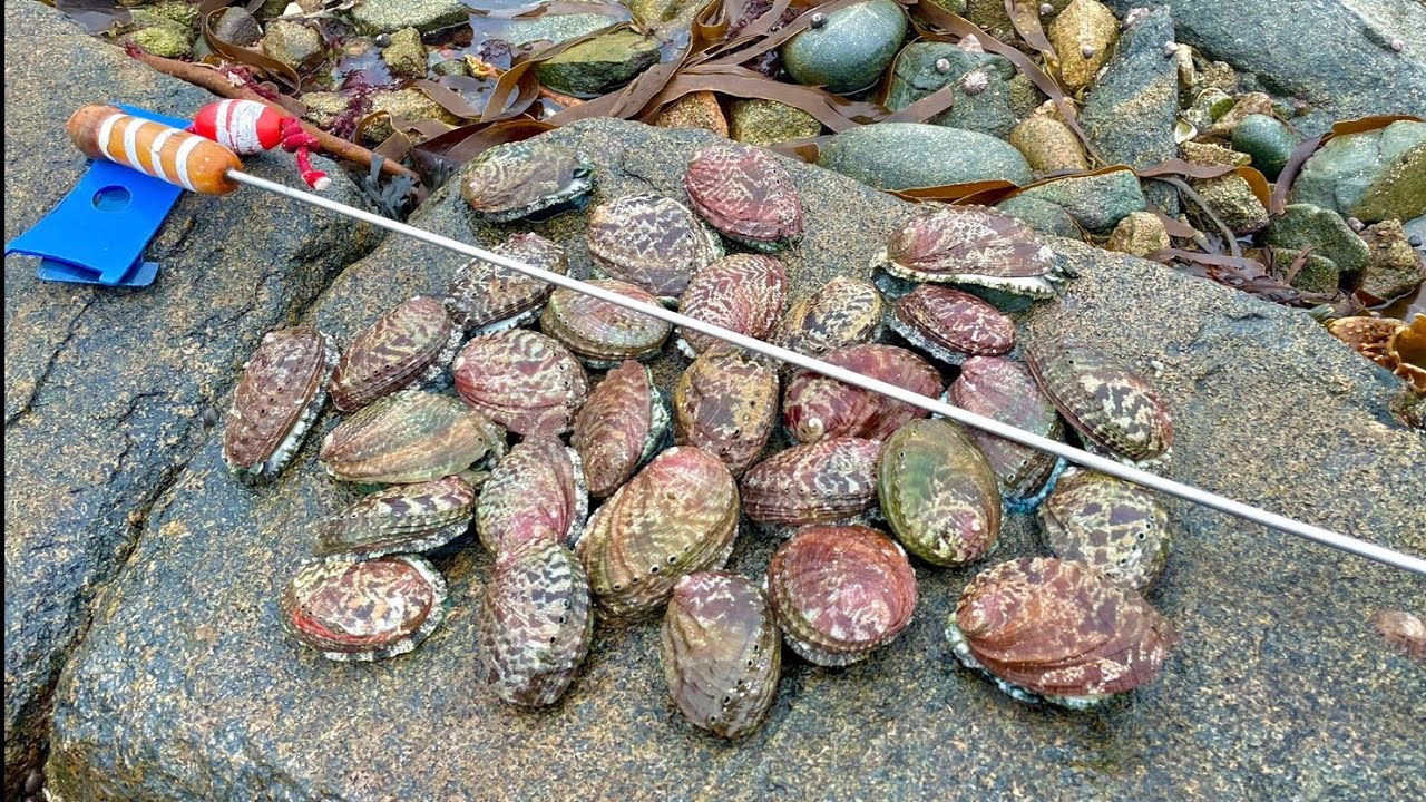 ITS FORAGING SEASON ! Abalone Catch & Cook