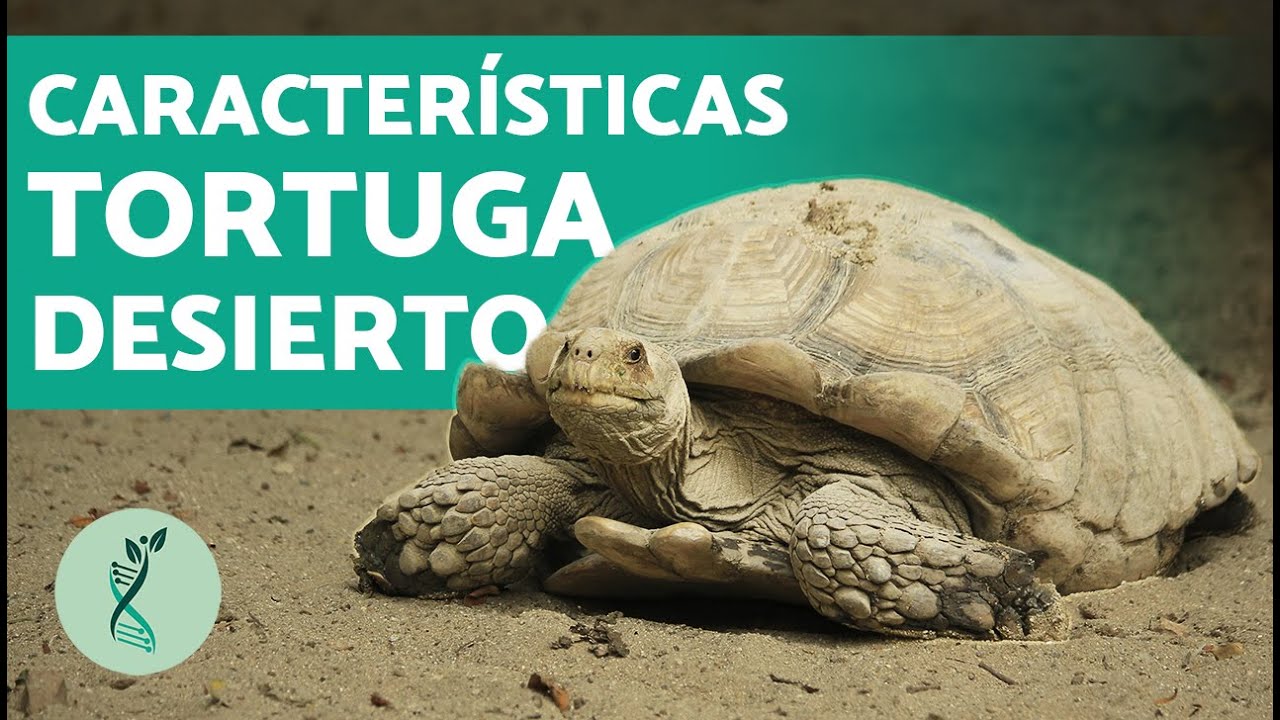 ¿De qué se ALIMENTA la TORTUGA del DESIERTO? 🐢 (Hábitat, Comportamiento y Reproducción)