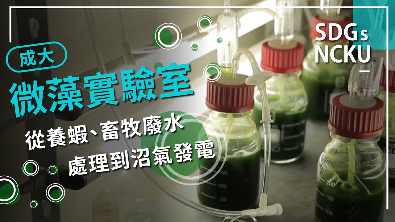 成大「微藻實驗室」：從養蝦、畜牧廢水處理到沼氣發電
