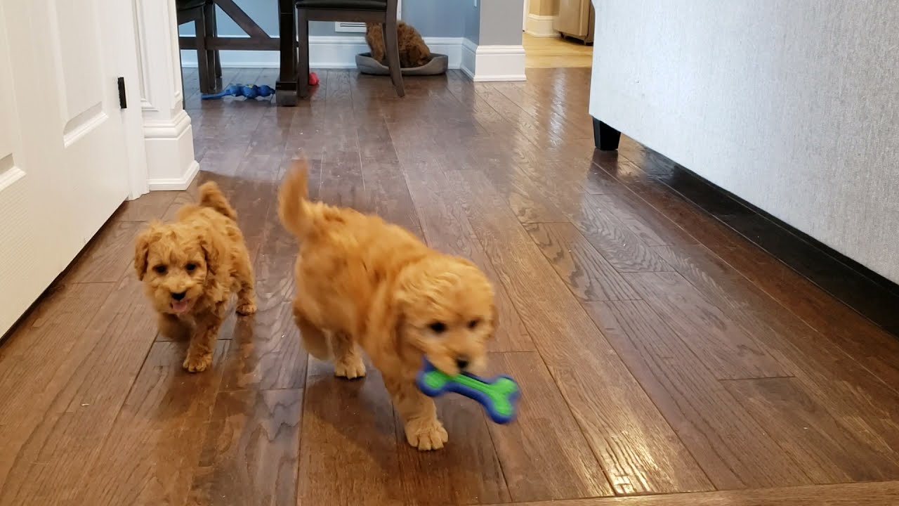 Mini Goldendoodle Puppies (2 litters)