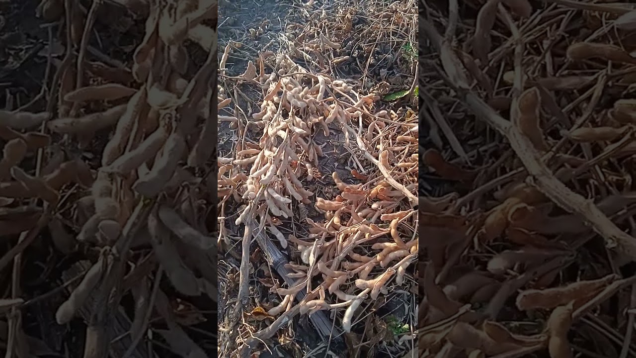 Соя 2023(огляд сортів ч3)