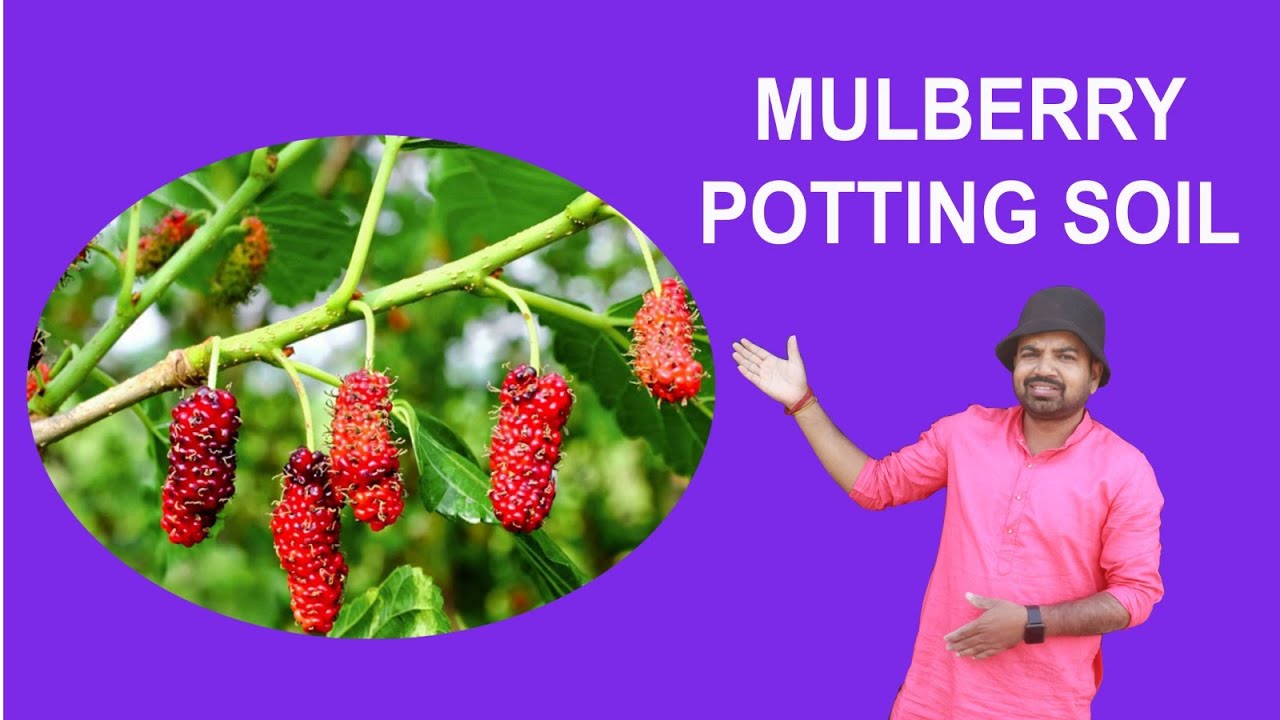 Best potting soil for mulberry . how to grow mulberry plant? PART 2