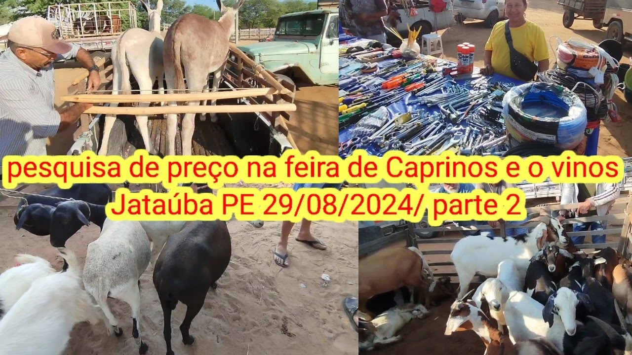 Feira de Caprinos é o vinos de Jataúba PE 29/08/2024/ parte 2