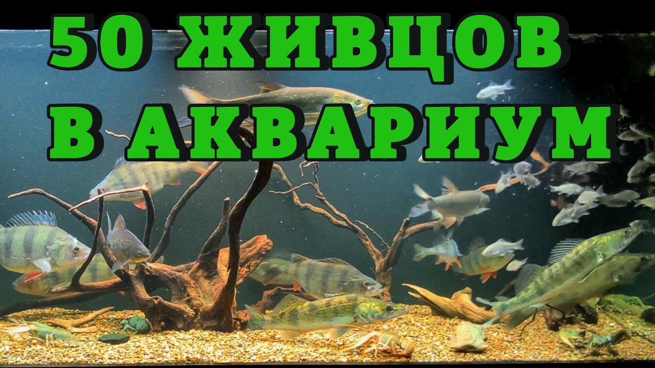 50 ЖИВЦОВ ХИЩНИКАМ