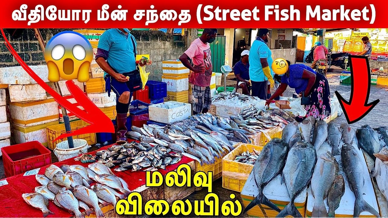 வீதிக்கு வந்த மீன் சந்தை😢 | Street Fish market Negambo | Jaffna suthan