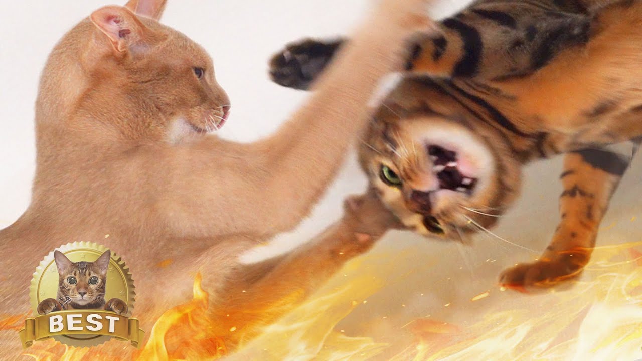 Crazy Cat Fight Best CompilationㅣDino cat